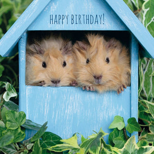 Pet Pawtrait Card - Peeping Pigs - (Birthday Card) Sajaroo Gifts