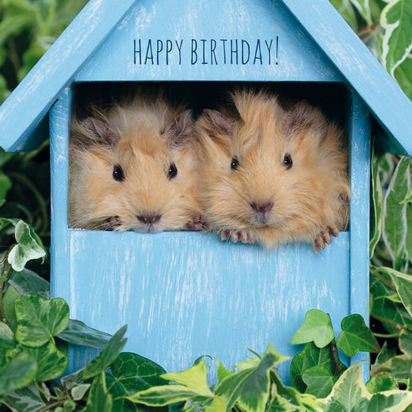 Pet Pawtrait Card - Peeping Pigs - (Birthday Card) Sajaroo Gifts